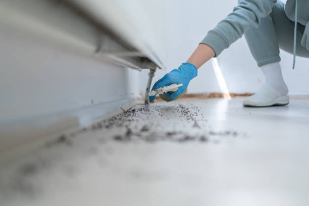 Wasp Removal Services in Chinchilla, PA